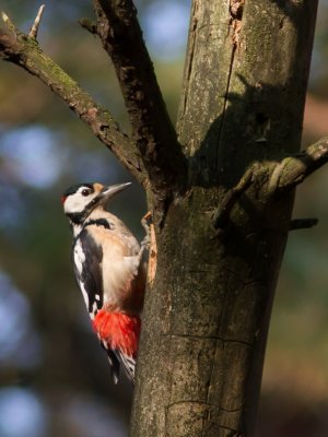 Grote Bonte Specht / Great Spotted Woodpecker / Dendrocopos major