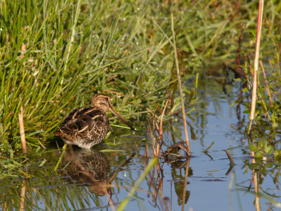 Watersnip / Common Snipe / Gallinago gallinago
