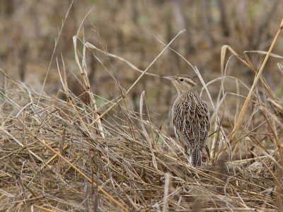 Western Meadowlark / Geelkaakweidespreeuw / Sturnella neglecta