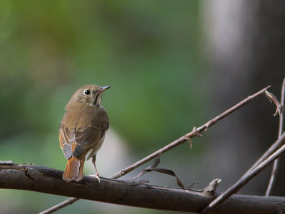 Hermit Trush / Heremietlijster / Catharus guttatus