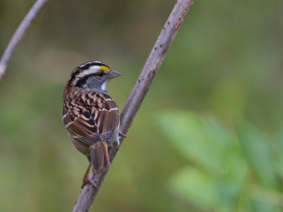 White-throated Sparrow / Witkeelgors / Zonotrichia albicollis