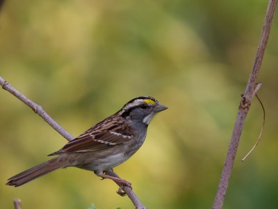 White-throated Sparrow / Witkeelgors / Zonotrichia albicollis