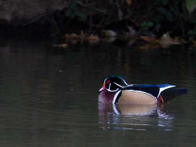 Wood duck / Carolina-eend / Aix sponsa