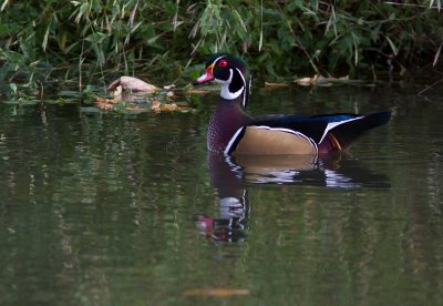 Wood duck / Carolina-eend / Aix sponsa