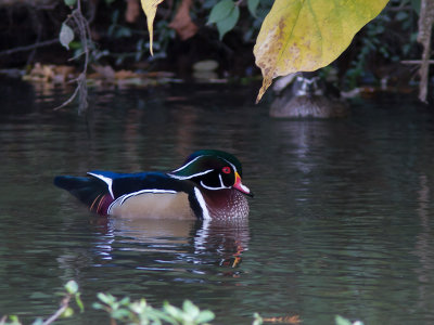 Wood duck / Carolina-eend / Aix sponsa