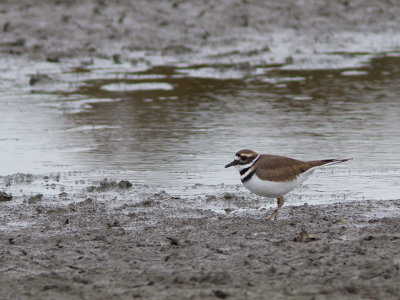 Killdeer / Killdeerplevier / Charadrius vociferus