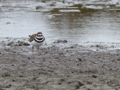 Killdeer / Killdeerplevier / Charadrius vociferus