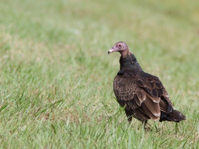 Turkey Vulture / Roodkopgier / Cathartes aura