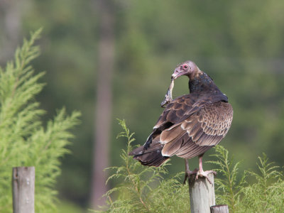 Turkey Vulture / Roodkopgier / Cathartes aura