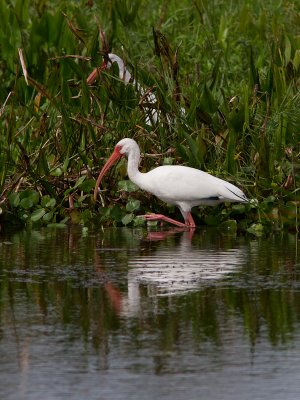 White Ibis / Witte ibis / Eudocimus albus