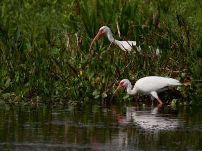 White Ibis / Witte ibis / Eudocimus albus
