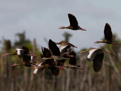 Black-bellied Whistling Duck / Zwartbuik-fluiteend / Dendrocygna autumnalis