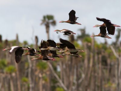 Black-bellied Whistling Duck / Zwartbuik-fluiteend / Dendrocygna autumnalis