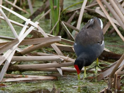 Common Moorhen / Waterhoen / Gallinula chloropus