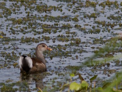 Common Moorhen / Waterhoen / Gallinula chloropus