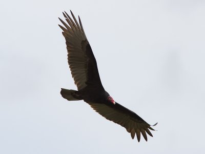 Turkey Vulture / Roodkopgier / Cathartes aura