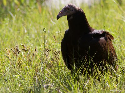 Turkey Vulture / Roodkopgier / Cathartes aura