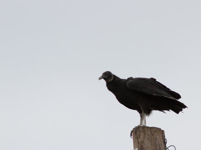 Black Vulture / Zwarte gier / Coragyps atratus