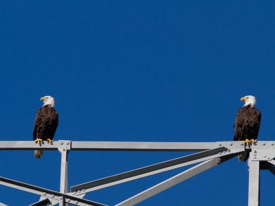 Bald Eagle / Amerikaanse zeearend / Haliaeetus leucocephalus