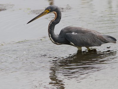 Tricolored Heron / Driekleurenreiger /  Egretta tricolor