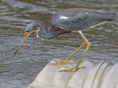 Tricolored Heron / Driekleurenreiger /  Egretta tricolor