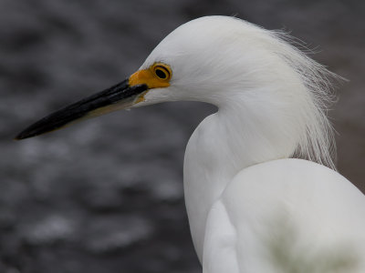 Snowy Egret / Amerikaanse kleine zilverreiger / Egretta thula