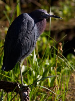 Little Blue Heron / Kleine Blauwe Reiger / Egretta caerulea