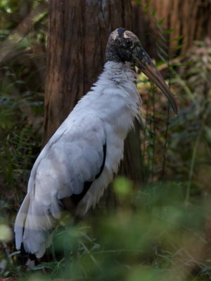 Wood Stork / Kaalkopooievaar / Mycteria americana