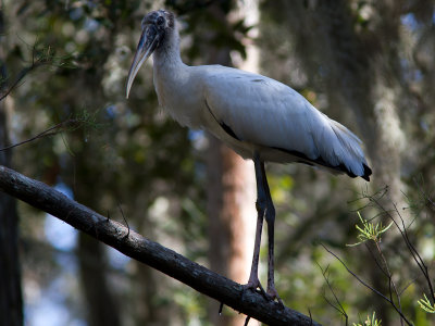 Wood Stork / Kaalkopooievaar / Mycteria americana