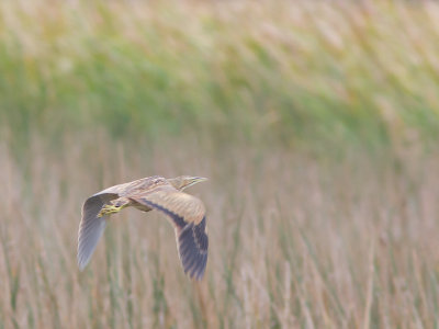 American Bittern / Amerikaanse roerdomp / Botaurus lentiginosus