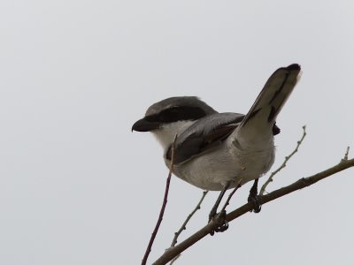 Loggerhead Shrike / Amerikaanse klapekster / Lanius ludovicianus