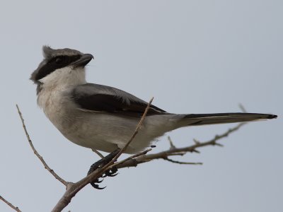 Loggerhead Shrike / Amerikaanse klapekster / Lanius ludovicianus