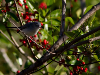 Blue-gray Gnatcatcher / Blauwgrijze muggenvanger / Polioptila caerulea