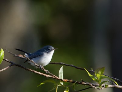 Blue-gray Gnatcatcher / Blauwgrijze muggenvanger / Polioptila caerulea