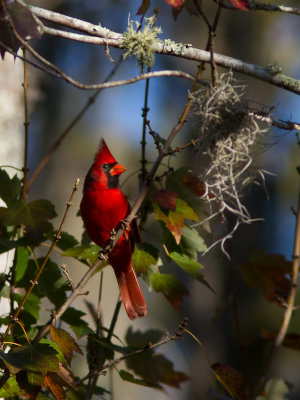Northern Cardinal / Kardinaalvogel / Cardinalis cardinalis