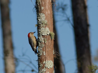 Red-bellied Woodpecker / Roodbuikspecht / Melanerpes carolinus