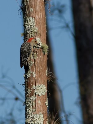 Red-bellied Woodpecker / Roodbuikspecht / Melanerpes carolinus