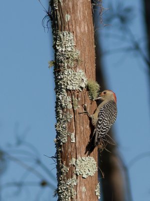 Red-bellied Woodpecker / Roodbuikspecht / Melanerpes carolinus