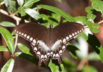 Spicebush Swallowtail / Papilio troilus