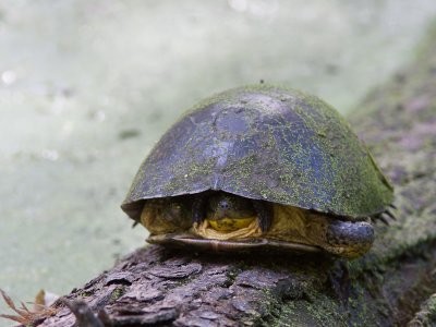 Amerikaanse Moerasschildpad / Blanding's Turtle / Emydoidea blandingii