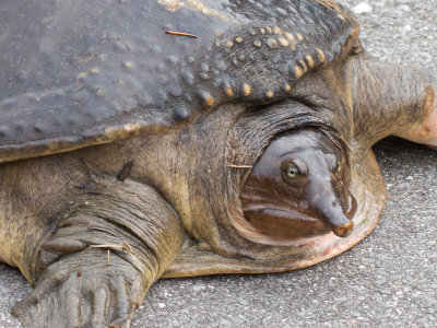 Florida-weekschildpad / Florida softshell turtle / Apalone ferox