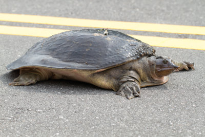 Florida-weekschildpad / Florida softshell turtle / Apalone ferox