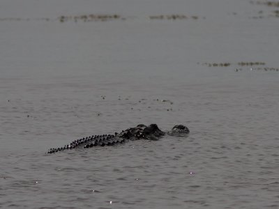 Amerikaanse Alligator / American alligator / Alligator mississippiensis