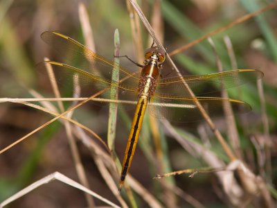 Needham's Skimmer / Libellula needhami