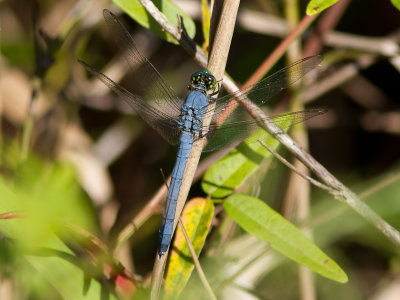 Eastern Pondhawk / Erythemis simplicicollis