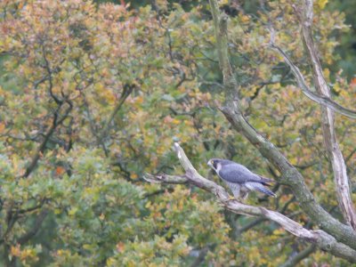 Slechtvalk / Peregrine Falcon / Falco peregrinus