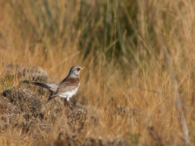 Kramsvogel / Fieldfare / Turdus pilaris