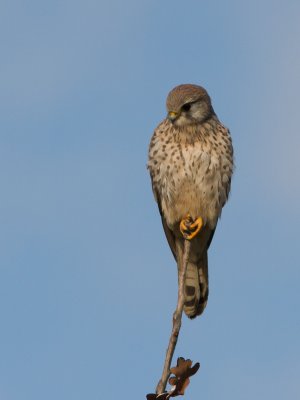 Torenvalk / Common Kestrel / Falco tinnunculus