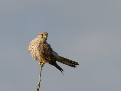 Torenvalk / Common Kestrel / Falco tinnunculus