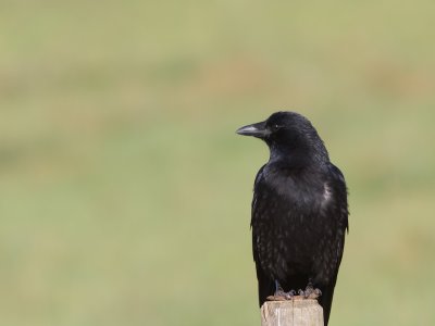 Zwarte kraai / Carrion Crow / Corvus corone